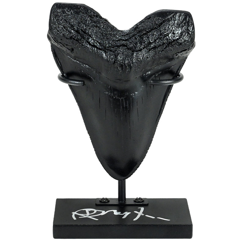 【登録票不要】　セイウチ　海象　牙　鯨歯　フィッシュフック　標本　根付　剥製 Richard Dreyfuss Autographed Jaws Megalodon Tooth Display
